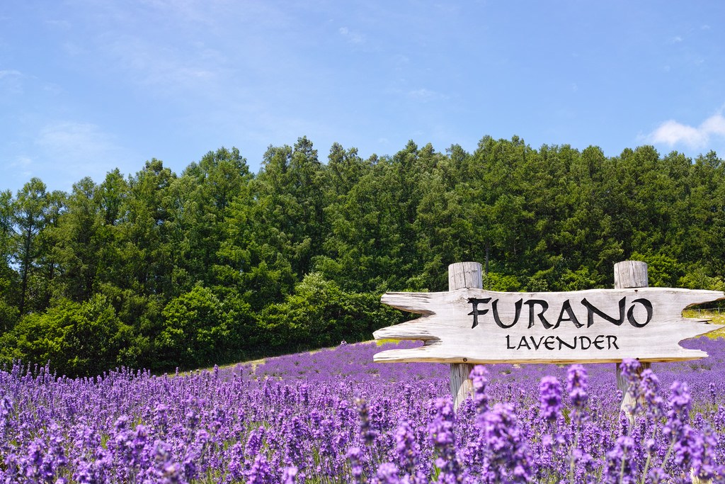 du lịch nhật bản: Hoa Lavender ở Furano, Hokkaido.
