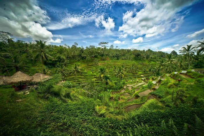 Ruộng bậc thang tại Ubud.