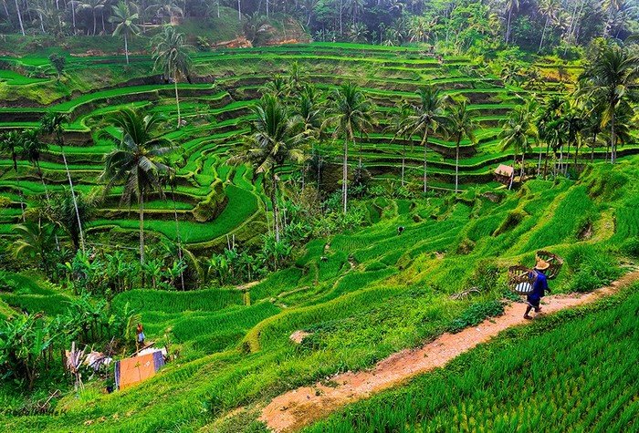 Ubud xanh mát và trong lành.