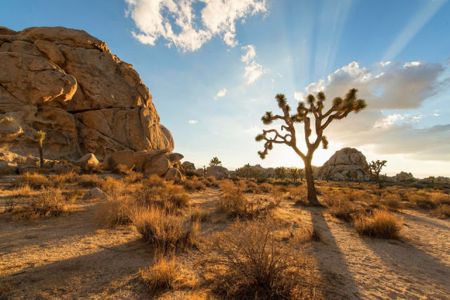 Công viên quốc gia Joshua Tree Điểm danh những công viên nổi tiếng xinh đẹp ở Mỹ