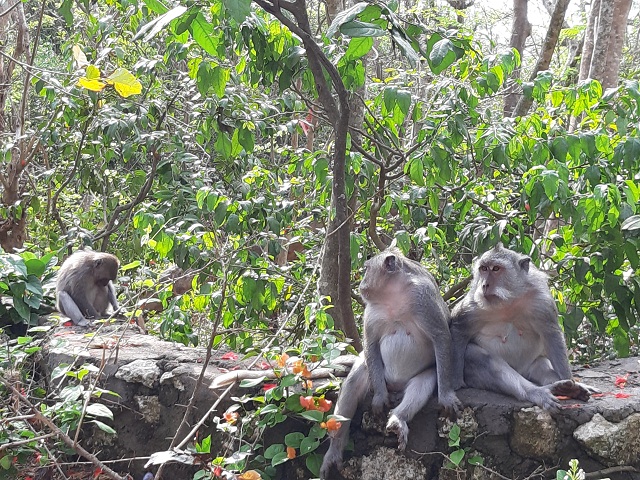 den uluwatu 8