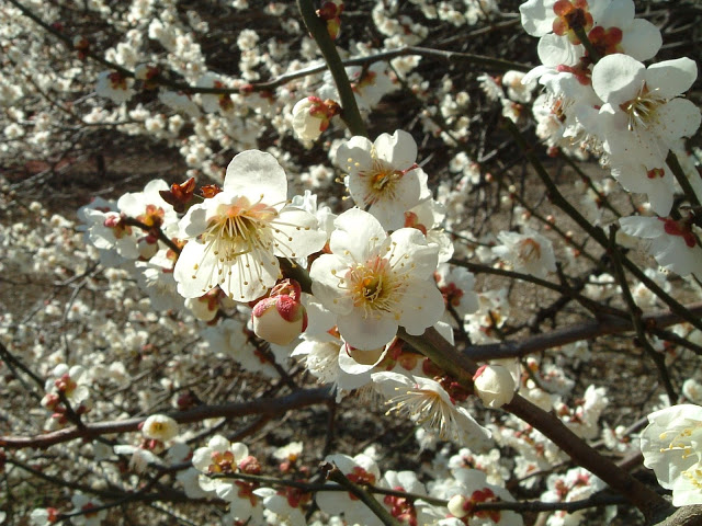 Hoa mơ (Ume)