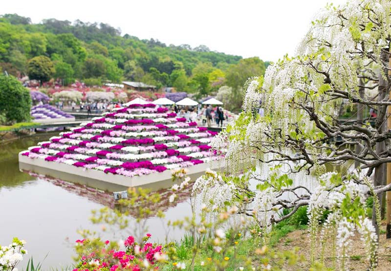 Hoa tử đằng tại công viên Ashikaga