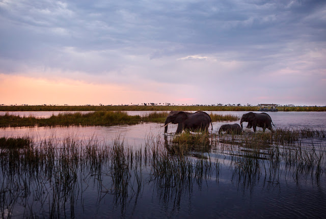 Đồng thời, ở gần khu vườn là ruộng muối Makgadikgadi tĩnh lặng và rất mộc mạc. Khi mùa mưa tới, đây là nơi tụ họp của rất nhiều loài linh dương hay ngựa vằn…