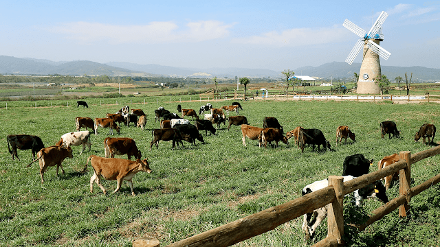 Vinamilk Organic dairy farm, Việt Nam Nhìn trang trại từ trên cao cho ta cảm giác như đứng trên một thảo nguyên mênh mông. Cánh quạt cối xay gió chầm chậm xoay giữa không trung, bên dưới là đàn bò đang thong thả quay về chuồng. Ngôi nhà biệt thự xanh đậm chất "tây", nơi rất nhiều bức ảnh sống "ảo" ra đời. Toàn bộ khung cảnh ngỡ như chỉ có thể ngắm nhìn tại những trang trại Hà Lan nổi tiếng nay thật sự hiện diện ở Việt Nam.