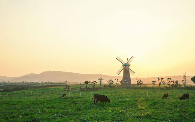 Vinamilk Organic dairy farm, Việt Nam Nhìn trang trại từ trên cao cho ta cảm giác như đứng trên một thảo nguyên mênh mông. Cánh quạt cối xay gió chầm chậm xoay giữa không trung, bên dưới là đàn bò đang thong thả quay về chuồng. Ngôi nhà biệt thự xanh đậm chất "tây", nơi rất nhiều bức ảnh sống "ảo" ra đời. Toàn bộ khung cảnh ngỡ như chỉ có thể ngắm nhìn tại những trang trại Hà Lan nổi tiếng nay thật sự hiện diện ở Việt Nam.