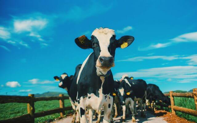 Vinamilk Organic dairy farm, Việt Nam Nhìn trang trại từ trên cao cho ta cảm giác như đứng trên một thảo nguyên mênh mông. Cánh quạt cối xay gió chầm chậm xoay giữa không trung, bên dưới là đàn bò đang thong thả quay về chuồng. Ngôi nhà biệt thự xanh đậm chất "tây", nơi rất nhiều bức ảnh sống "ảo" ra đời. Toàn bộ khung cảnh ngỡ như chỉ có thể ngắm nhìn tại những trang trại Hà Lan nổi tiếng nay thật sự hiện diện ở Việt Nam.