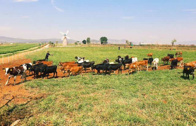 Vinamilk Organic dairy farm, Việt Nam Không chỉ có thế, trang trai còn có một mảnh vườn thuốc nam Organic nhỏ xinh với nhiều loại thảo mộc quý như quýt trần bì, ngũ da bì, mã đề … dùng để trị bệnh cho bò thay vì sử dụng kháng sinh. Các nhân viên trang trại chia sẻ vui khi bị bệnh cũng hái thuốc ở đây để uống, rất tiện lợi.