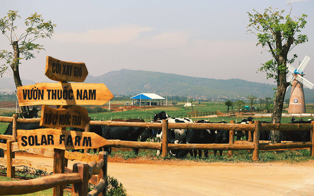 Vinamilk Organic dairy farm, Việt Nam Không chỉ có thế, trang trai còn có một mảnh vườn thuốc nam Organic nhỏ xinh với nhiều loại thảo mộc quý như quýt trần bì, ngũ da bì, mã đề … dùng để trị bệnh cho bò thay vì sử dụng kháng sinh. Các nhân viên trang trại chia sẻ vui khi bị bệnh cũng hái thuốc ở đây để uống, rất tiện lợi.