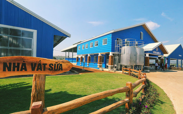 Vinamilk Organic dairy farm, Việt Nam Không chỉ có thế, trang trai còn có một mảnh vườn thuốc nam Organic nhỏ xinh với nhiều loại thảo mộc quý như quýt trần bì, ngũ da bì, mã đề … dùng để trị bệnh cho bò thay vì sử dụng kháng sinh. Các nhân viên trang trại chia sẻ vui khi bị bệnh cũng hái thuốc ở đây để uống, rất tiện lợi.