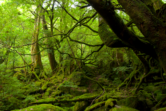 Rừng cổ ôn đới ở Yakushima Rừng cổ ôn đới ở Yakushima