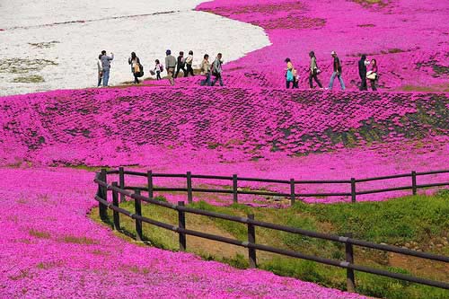TOUR DU LỊCH NHẬT BẢN 6 NGÀY 5 ĐÊM