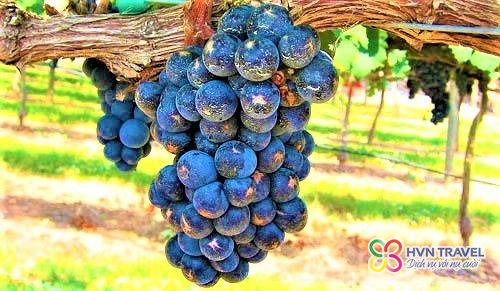 Tour du lịch Nhật Bản mùa hè 2019