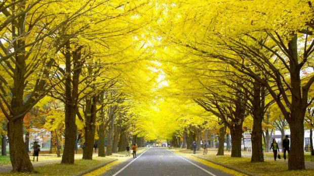 Tour du lịch Nhật Bản Trải nghiệm mùa thu lá vàng