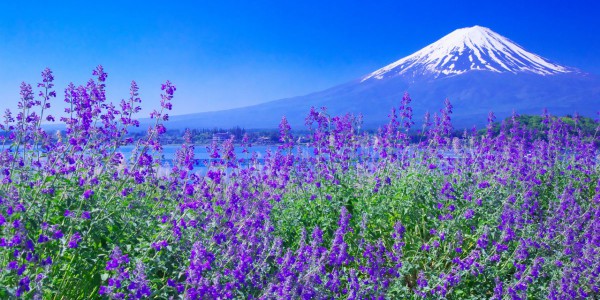 Du lịch Nhật Bản 6 ngày 5 đêm – Mùa Hoa Lavender