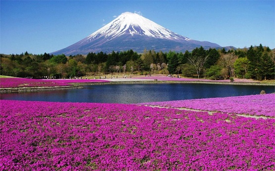 TOUR DU LỊCH NHẬT BẢN MÙA HOA CHI ANH: TOKYO – KAWAGUCHI – NÚI PHÚ SĨ