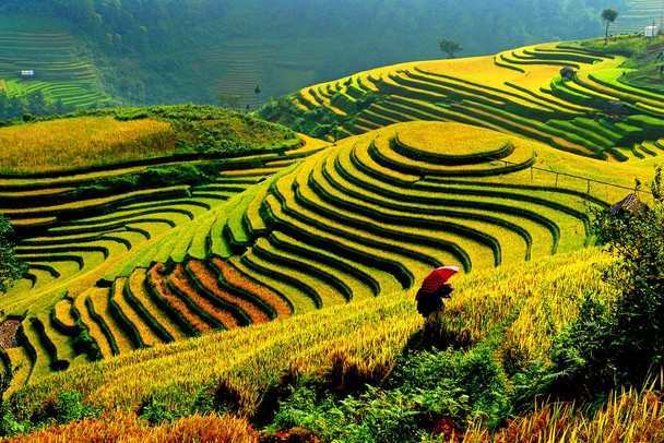 MÙ CĂNG CHẢI – TÚ LỆ – MÙA LÚA CHÍN (2N-1D)