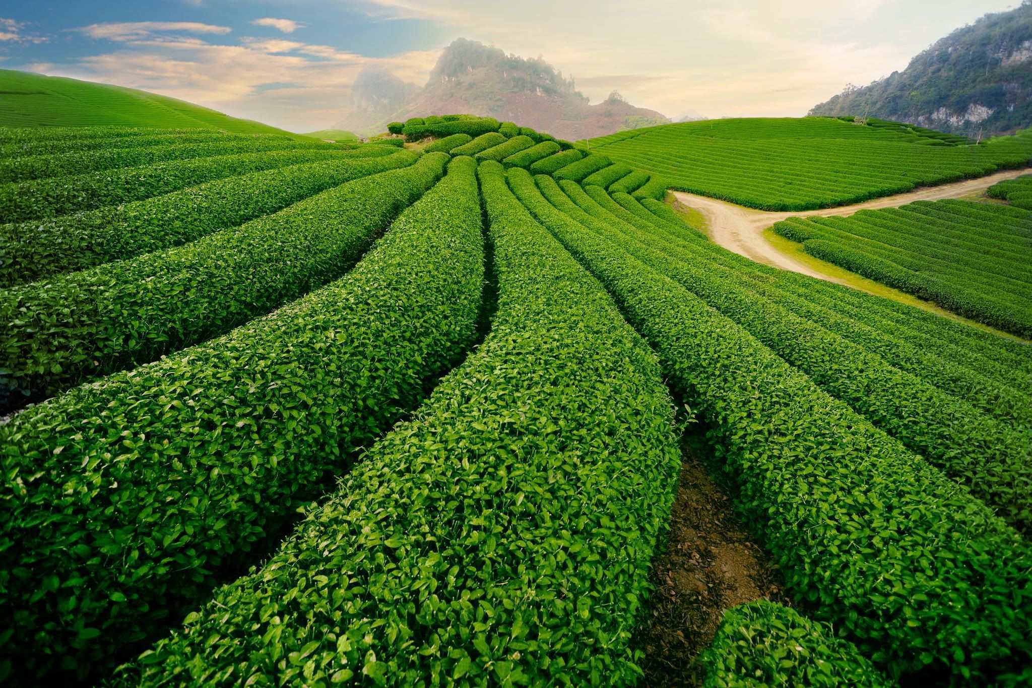 HÀ NỘI – MỘC CHÂU – SƠN LA –  ĐIỆN BIÊN – SAPA (5N-4D)