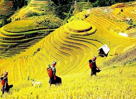 TÂY BẮC MÙA THU – HÀNH TRÌNH VÀNG (4N-3D)
