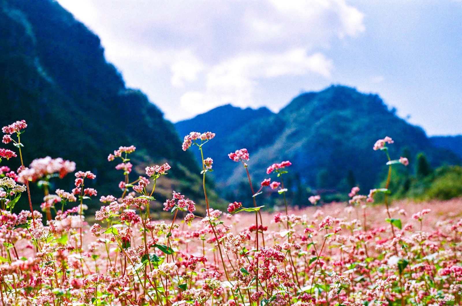 HÀ GIANG – MÙA HOA TAM GIÁC MẠCH (3N – 2D)