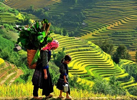 BAY TRÊN MÙA VÀNG – MÙ CĂNG CHẢI (3N-2D)