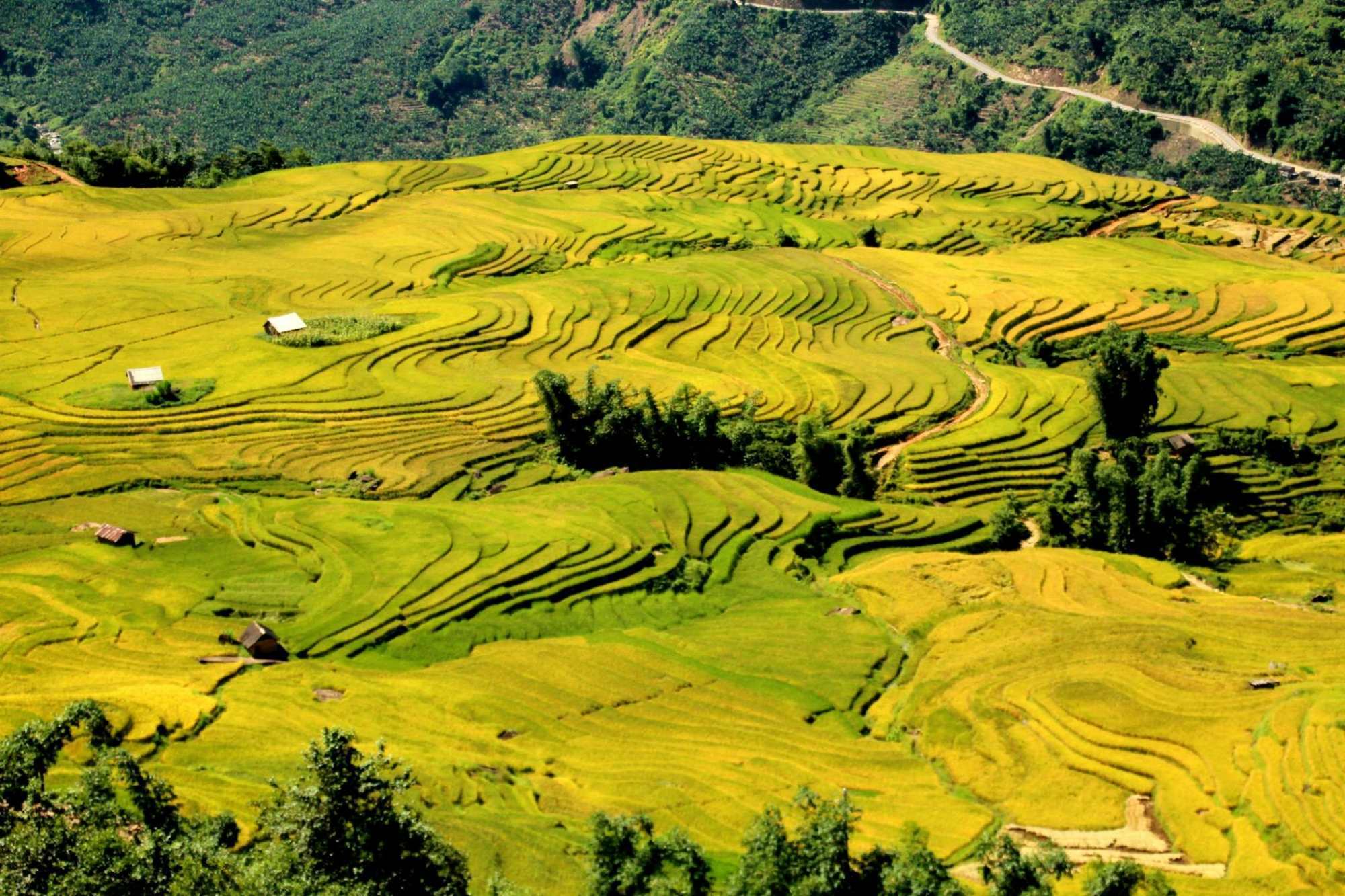 BAY TRÊN MÙA VÀNG – MÙ CĂNG CHẢI (3N-2D)